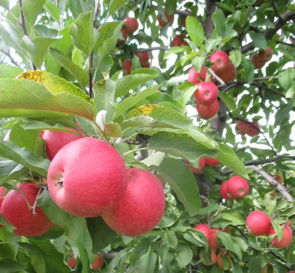 Farm fresh organic red and green apples on wooden table in paste